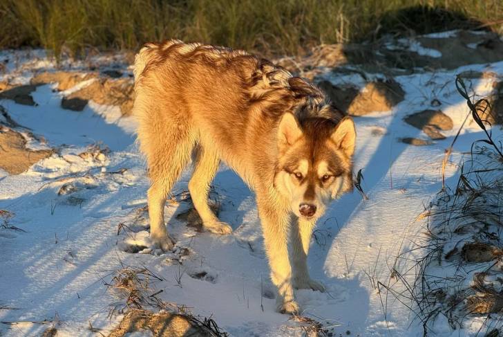 Un Alusky sur une surface enneigée 