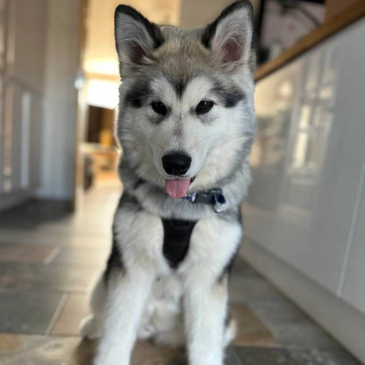 Un Alusky tirant la langue et portant un collier autour du cou