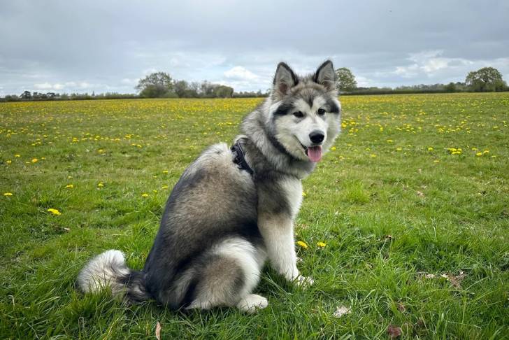 Un Alusky tirant la langue et portant un collier autour du cou