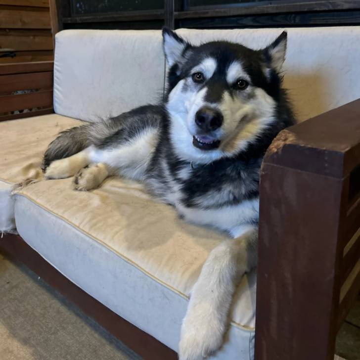 Un Alusky allongé sur un canapé et semblant détendu 
