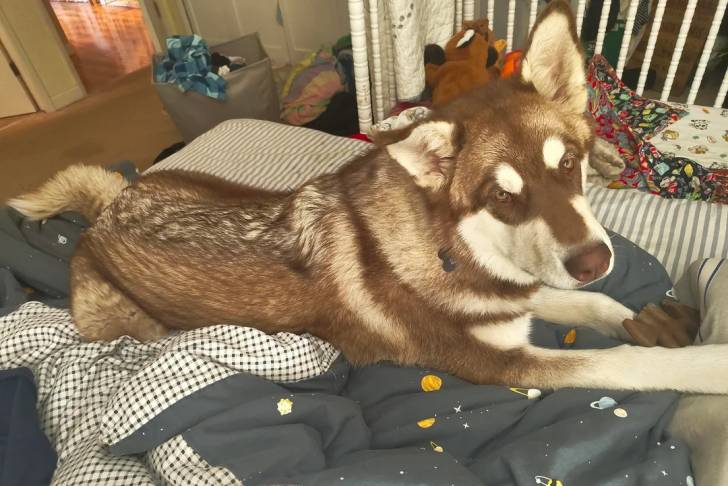Un Alusky allongé et portant un collier autour du cou