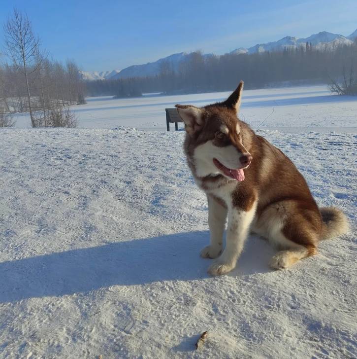 Un Alusky assis sur une surface enneigée et qui est tenu en laisse 