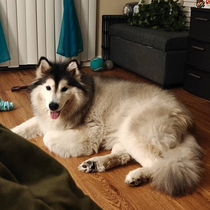 Un Alusky allongé sur un plancher et tirant la langue 