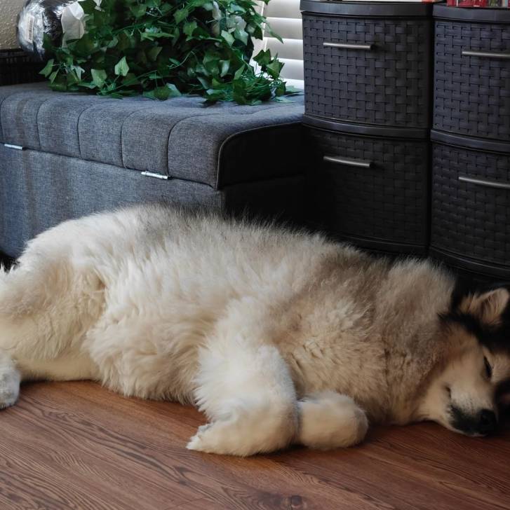 Un Alusky allongé sur un plancher et semblant détendu