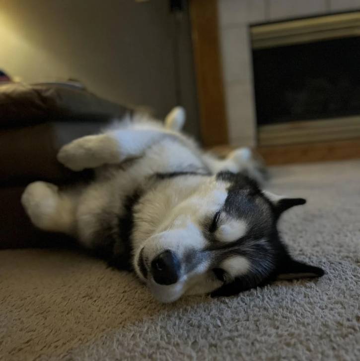 Un Alusky allongé sur une moquette et semblant dormir 