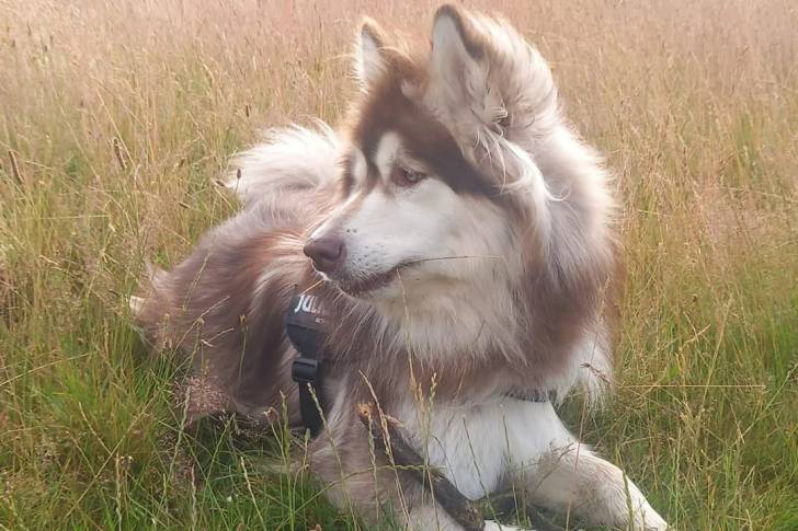 Un Alusky allongé sur une surface herbacée et portant un harnais 