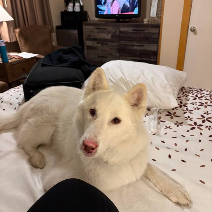 Un Alusky allongé sur un lit et semblant détendu