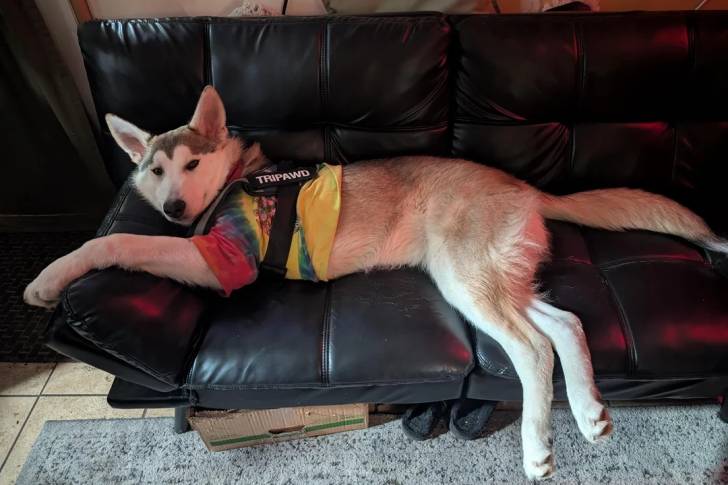 Un Alusky allongé sur un canapé et portant un habit pour chien 