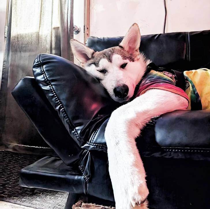 Un Alusky allongé sur un canapé et portant un habit pour chien 
