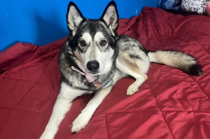 Un Alusky allongé et portant un collier autour du cou