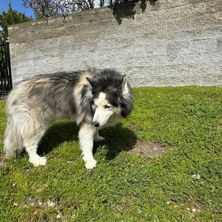 Un Alusky sur une surface herbacée 