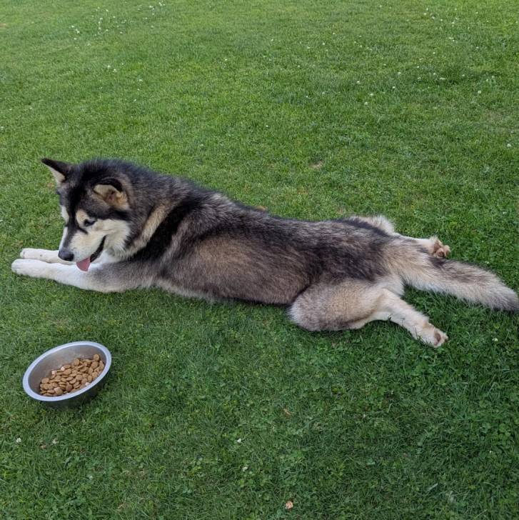 Un Alusky allongé sur une surface gazonnée et tirant la langue 