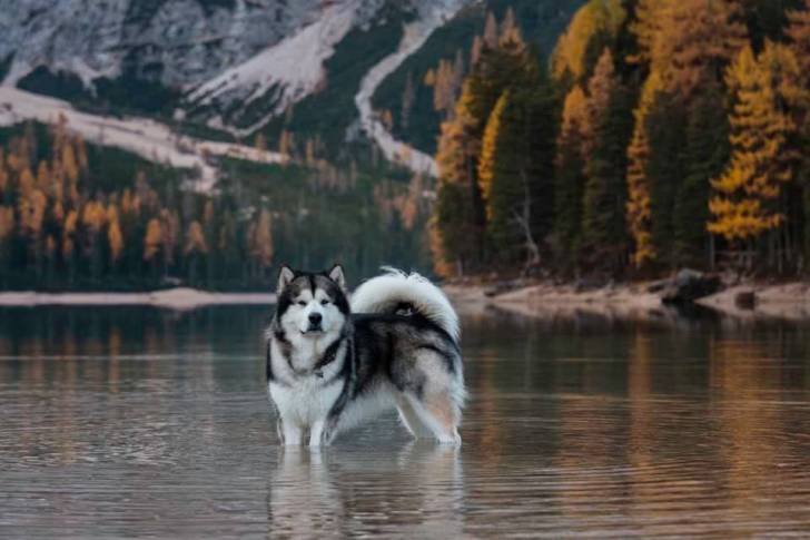 Un Alusky dans l'eau et portant un collier autour du cou