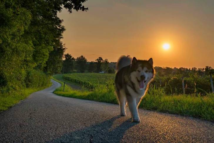 Un Alusky marchant sur une route et ayant la langue pendante 