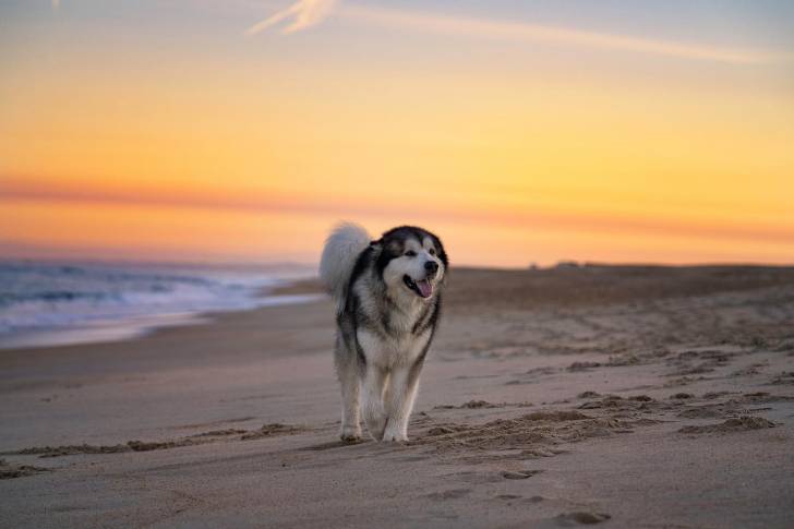 Un Alusky marchant sur une surface sableuse 