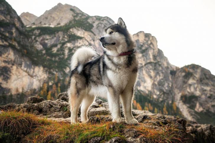 Un Alusky sur une surface herbacée et portant un collier autour du cou