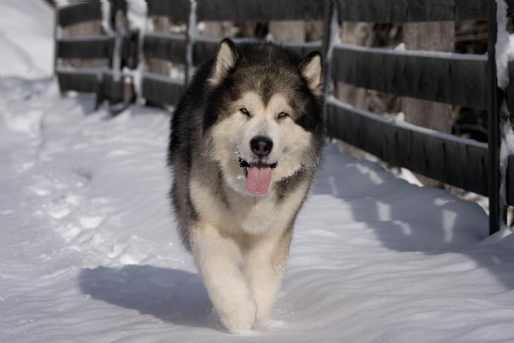 Un Alusky marchant sur une surface enneigée et ayant la langue pendante 