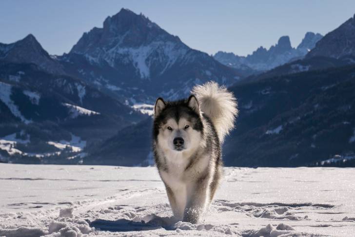 Un Alusky marchant sur une surface enneigée 