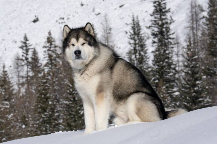 Un Alusky assis sur une surface enneigée et semblant détendu  