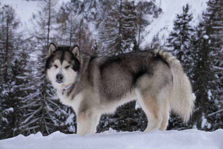 Un Alusky sur une surface enneigée et portant un collier autour du cou