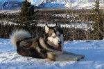 Un Alusky allongé sur une surface enneigée et ayant la langue pendante 