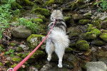 Un Alusky marchant sur des pierres et qui est tenu en laisse