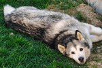 Un Alusky allongé sur un terrain herbeux et regardant vers la caméra 