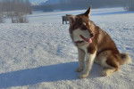 Un Alusky assis sur une surface enneigée et qui est tenu en laisse 