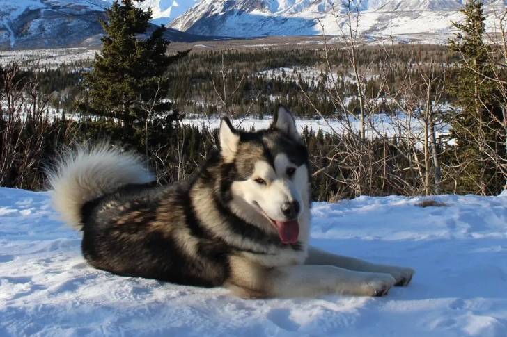 Un Alusky allongé sur une surface enneigée et ayant la langue pendante 