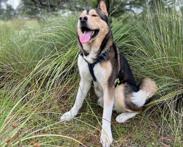 Un Alusky assis sur un terrain herbeux et portant un harnais 
