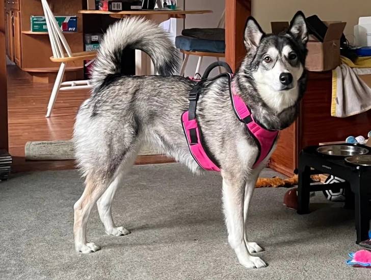 Un Alusky sur une moquette et portant un harnais 
