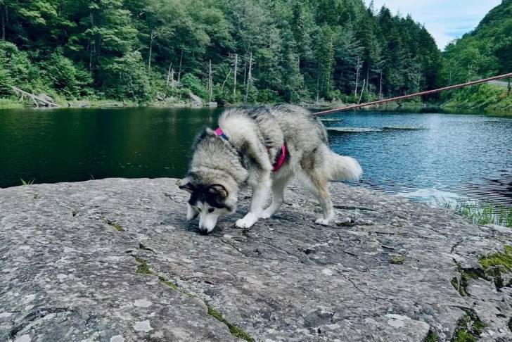 Un Alusky reniflant le sol et qui est tenu en laisse 
