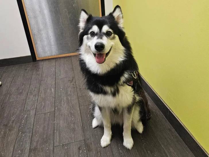 Un Alusky assis sur un plancher et qui est tenu en laisse