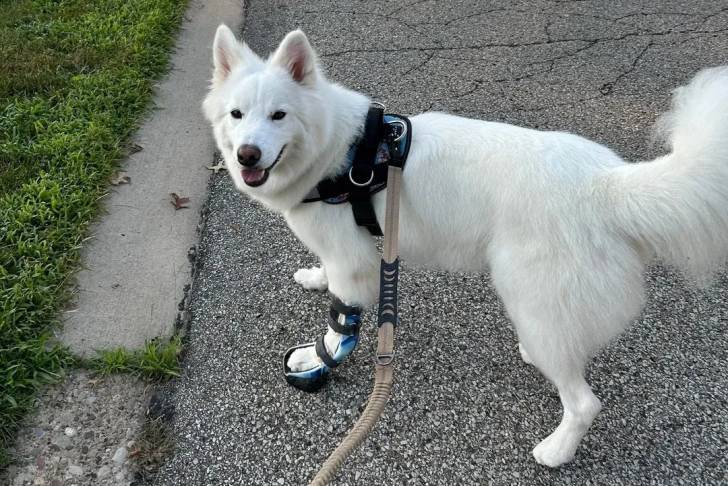 Un Alusky sur une surface bitumée et qui est tenu en laisse 