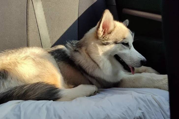 Un Alusky allongé sur la banquette arrière d'une voiture et semblant détendu 