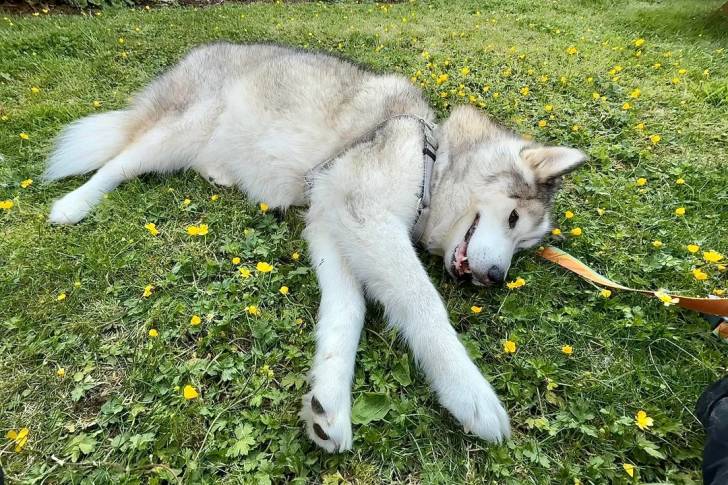 Un Alusky allongé sur une surface herbacée et qui est tenu en laisse 