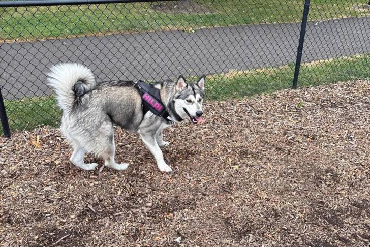 Un Alusky sur une surface herbacée et portant un harnais 