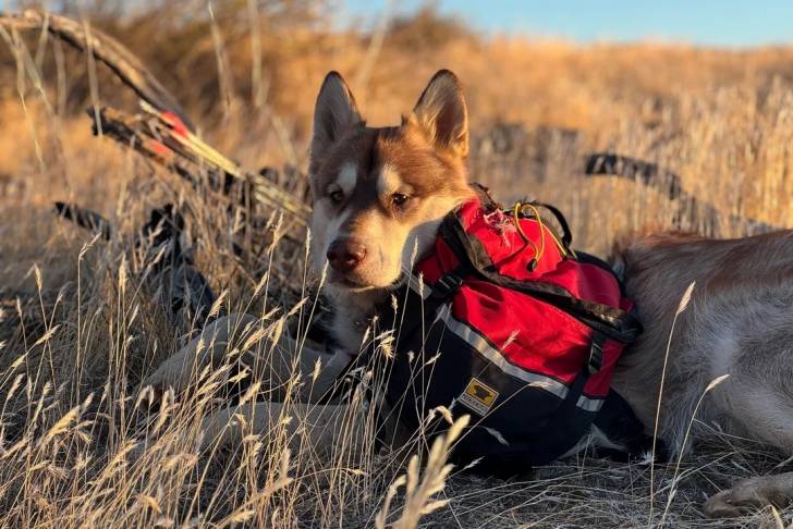 Un Alusky allongé sur un terrain herbeux et portant un sac