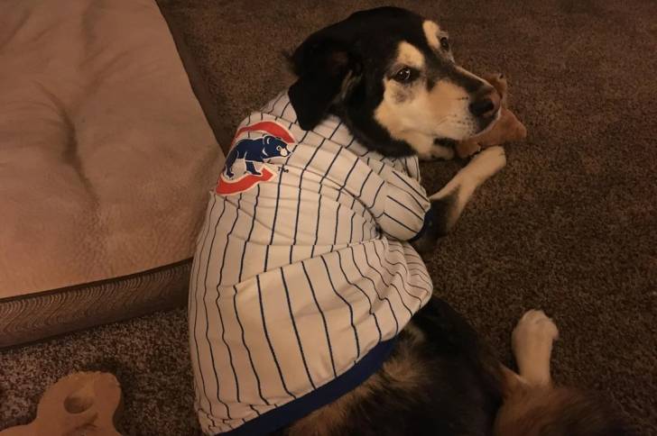 Un Alusky allongé sur une moquette et portant un habit pour chien 