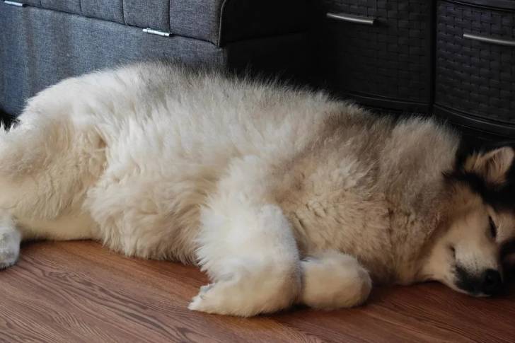 Un Alusky allongé sur un plancher et semblant détendu