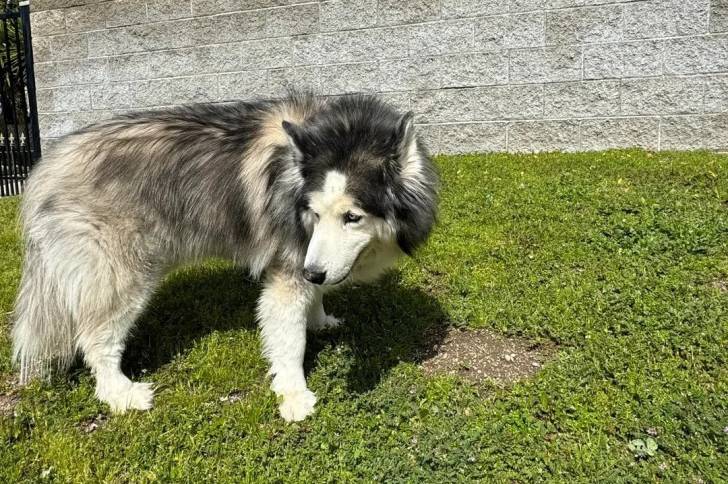 Un Alusky sur une surface herbacée 