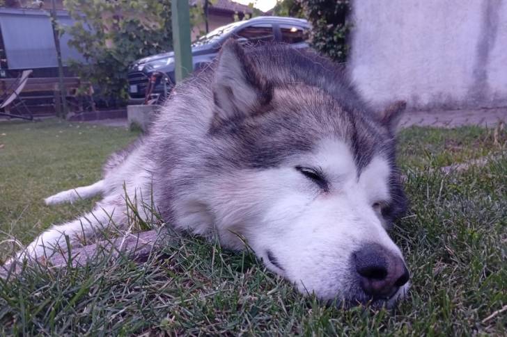 Un Alusky allongé sur une surface gazonnée et semblant dormir 