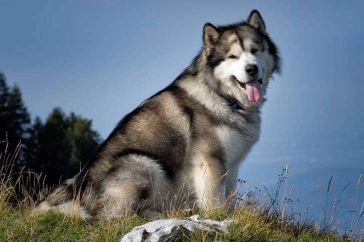 Un Alusky assis sur une surface herbacée et ayant la langue pendante 