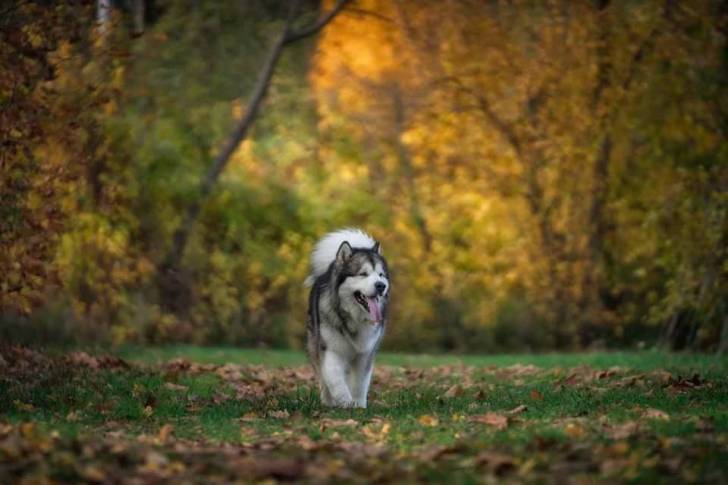 Un Alusky sur une surface herbacée et ayant la langue pendante 