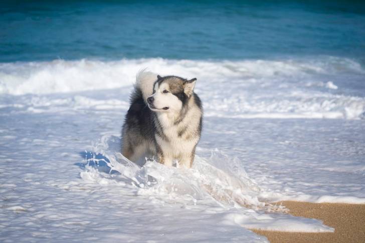 Un Alusky dans l'eau de mer 