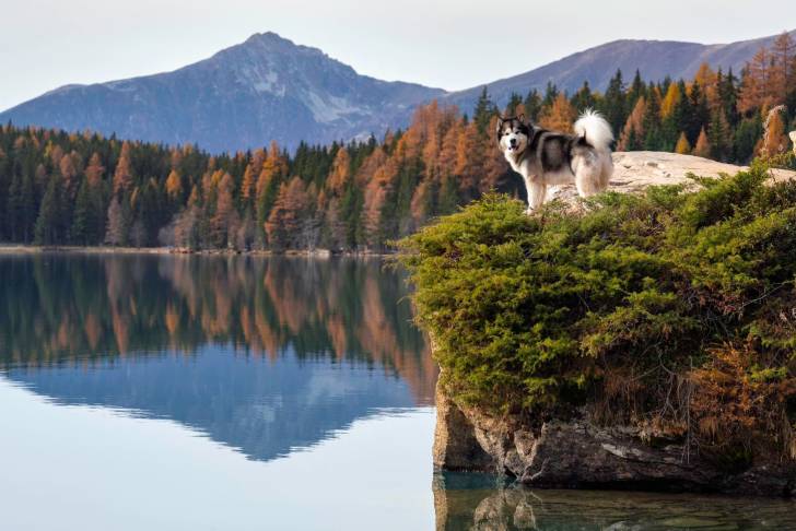 Un Alusky sur une surface herbacée et regardant vers la caméra