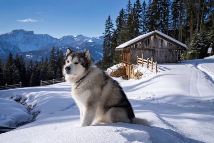 Un Alusky assis sur une surface enneigée et portant un collier autour du cou