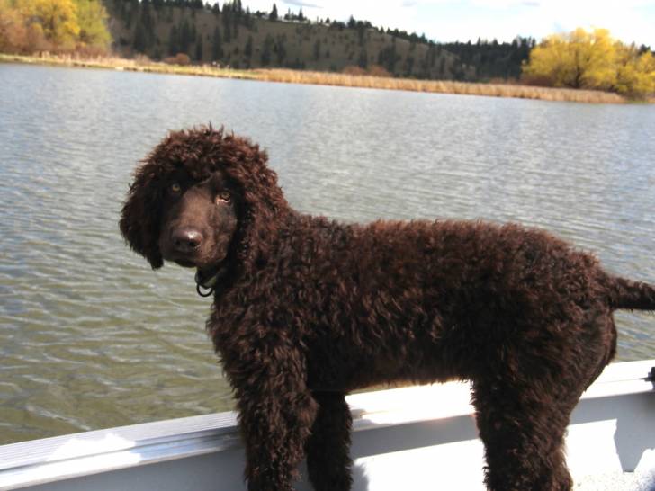 L'Epagneul d'Eau Irlandais