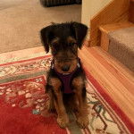 Un Airedoodle assis sur un tapis et portant un harnais 