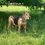 Un Airedoodle sur un terrain herbeux et portant un collier autour du cou